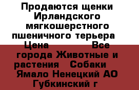 Продаются щенки Ирландского мягкошерстного пшеничного терьера › Цена ­ 30 000 - Все города Животные и растения » Собаки   . Ямало-Ненецкий АО,Губкинский г.